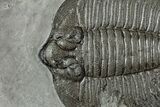 Arctinurus Trilobite w/ Bite Marks - Classic New York Trilobite #232136-2